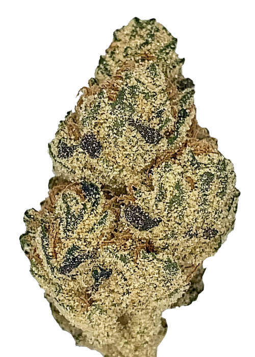 blueberry-gumbo_ Blue Gumbo Strain