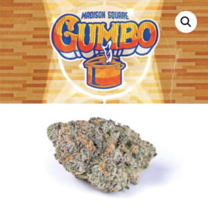 MADISON SQUARE GARDEN GUMBO STRAIN