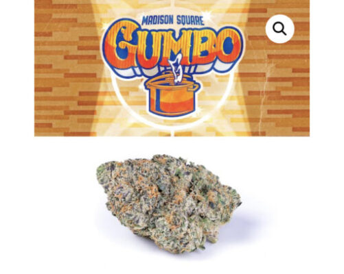 MADISON SQUARE GARDEN GUMBO STRAIN